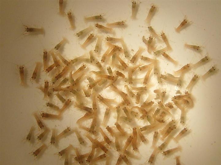 小龙虾虾苗价格